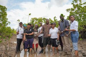 restore 56 000 Mangroves